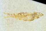 Fossil Fish (Knightia) Mortality Plate - Wyoming #136844-2